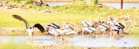 water-level-in-thamirabarani
