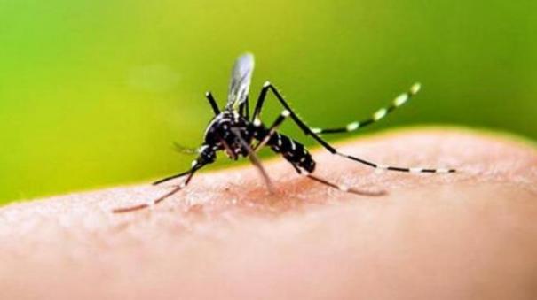 தமிழகத்தில் பரவும் டெங்கு; நோய்த்தடுப்புப் பணிகளை தீவிரப்படுத்துக: ராமதாஸ் வலியுறுத்தல்