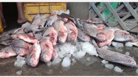 seizure-of-500-kg-of-expired-fish-in-madurai-food-lovers-upset