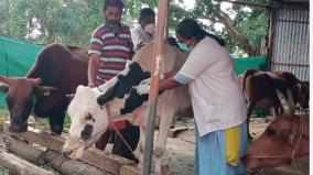 elephant-death-due-to-anthrax-near-anaikatti-vaccination-of-livestock-begins