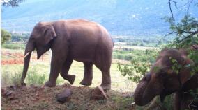 forest-department-on-elephant-corridor