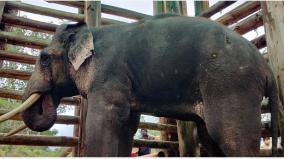 ordered-to-release-the-rivaldo-elephant-in-captivity-into-the-wild