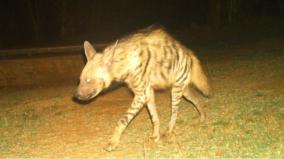 tiger-and-hyena-recorded-on-forest-camera-in-coimbatore