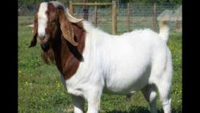 goat-prices-by-up-to-30-for-festival