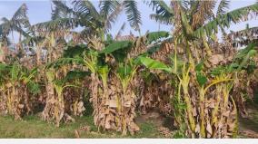 endangered-banana-farming-at-a-turning-point-farmers-going-to-work-to-pay-off-debt