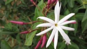 horticulture-department-introduces-co-1-breed-jasmine