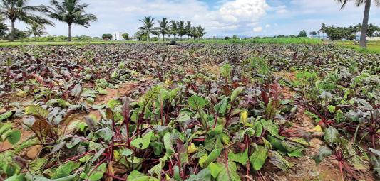 பீட்ரூட் சாகுபடியில் ஆர்வம் காட்டும் நெடுஞ்சாலையோர விவசாயிகள்