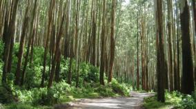 eucalyptus-trees