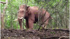 postponement-of-work-of-fitting-radio-collar-to-bhagupali-elephant-at-coimbatore-mettupalayam