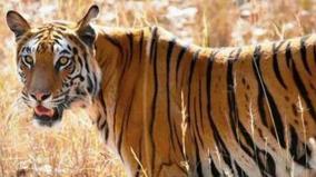 number-of-tigers-increased-in-mudumalai