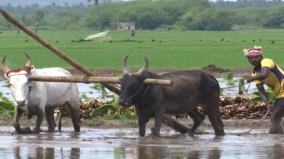 farmers-in-madurai-turn-to-traditional-farming-practices