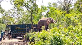 rivaldo-release-in-the-forest-from-the-tree-cage