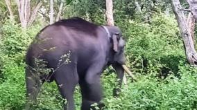 revalto-elephant-issue-in-nilgiris