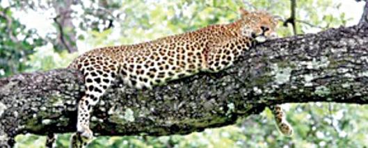 leopards population