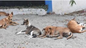 increased-canine-distemper-in-coimbatore-500-children-a-year-are-treated-at-the-government-hospital