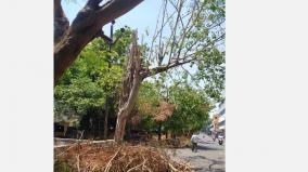 public-works-department-which-does-not-survey-on-trees