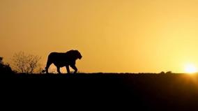 asiatic-lion-on-world-lion-day