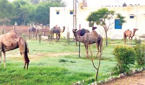 rajasthan-camels