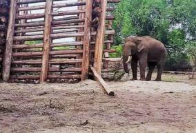 tn-forest-department-on-revalto-elephant