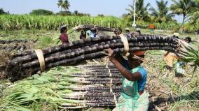 mrk-panneerselvam-on-sugarcane-farmers