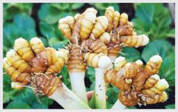 turmeric-research-centre-in-erode