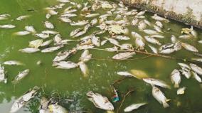 what-is-the-cause-of-death-of-hundreds-of-fish-in-valangulam-coimbatore-information-in-the-study