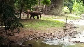 rivaldo-elephant-affair-change-with-mudumalai-forest-department-cage