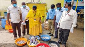 5-kg-of-formalin-fish-seized-in-tirupur-trauma-because-it-can-lead-to-cancer