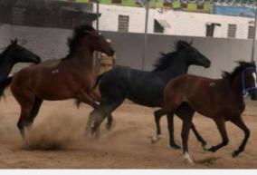 horse-racing-in-chennai-6-arrested-seizure-of-money