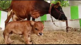 one-foot-tall-calf-suffering-from-not-being-able-to-get-milk-from-mother