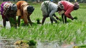 no-insurance-for-paddy-crops