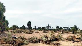 two-arrested-for-cutting-down-140-palm-trees-near-rameswaram-without-permission