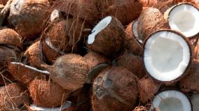 coconut-export