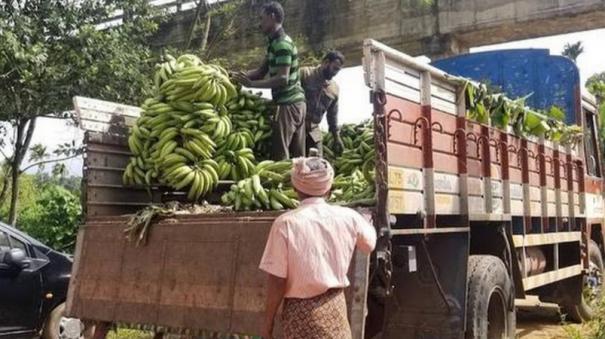 plantain farming