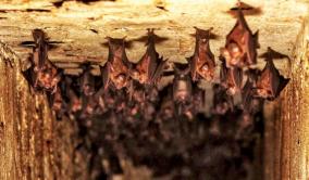 family-lives-with-1000-bats