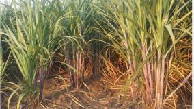 rs-50-per-tonne-hike-in-sugarcane-prices-farmers-disappointed