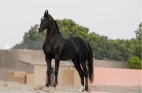 owner-who-did-not-sell-the-punjab-horses-offered-to-pay-rs-1-49-crore