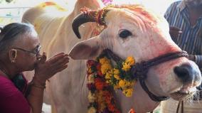 cow-should-be-declared-national-animal-allahabad-hc
