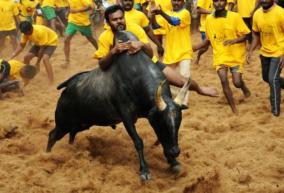 highcourt-on-jallikattu