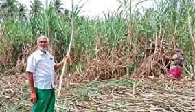 sugarcane-cultivation-using-organic-urea