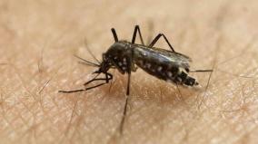 bengaluru-dengue-fever
