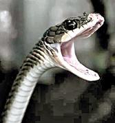 snake-venom-seized