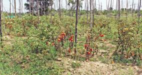 tomato-rotting-in-krishnagiri-gardens