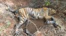 tiger-death-near-coimbatore-physicians-study