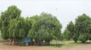 naturally-growing-ugai-trees-in-ramanathapuram-which-is-notorious-for-drought-medicinal-properties