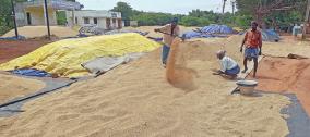 tanjore-paddy-purchasing-stopped