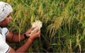 will-paddy-and-paddy-be-included-in-the-current-crop-insurance-scheme-central-and-state-governments-ordered-to-respond
