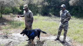 delay-in-finding-the-killer-tiger-that-killed-4-people-in-machinagudi-kumki-elephants-and-dogs-in-search