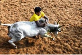 jallikattu-tradition-in-school-textbooks-activists-petition-to-madurai-collector