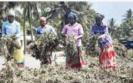 direct-purchase-from-black-gram-and-green-gram-farmers-how-government-notice